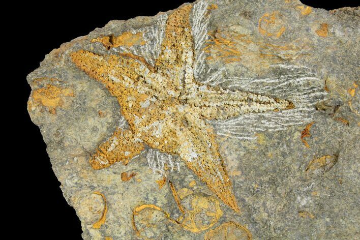Fossil Starfish (Petraster?) & Edrioasteroids - Morocco #141868